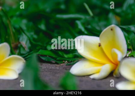 Exotische drei gelbe Frangipani-Blüten, die inmitten von grünem Gras auf die Felsen gefallen sind Stockfoto