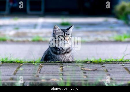 Niedliche lange Haare graue Katze mit halben Körper Posen unter Bürgersteig Stockfoto