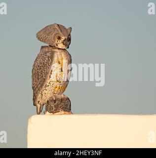 Holzkauz isoliert an einer Wand, andere Vögel erschrecken Stockfoto