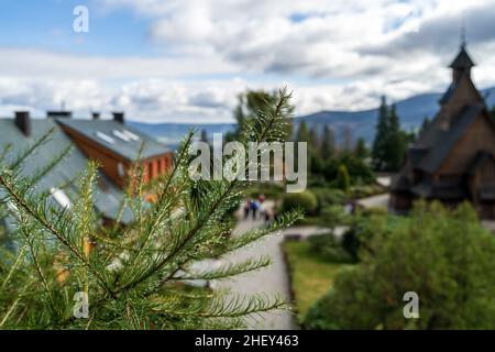 Wassertropfen auf Fichtenzweigen und Nadeln. Stockfoto