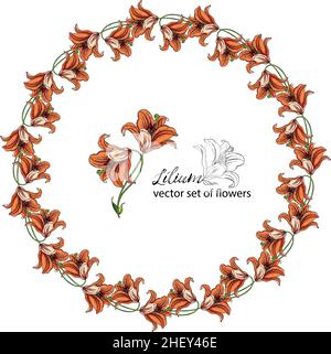 Blumenkränze aus den Blütenknospen der Lilie. Orangefarbene Lilie. Stock Vektor