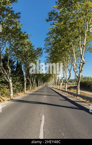 Typisch französische Gasse mit grünen Platanen Stockfoto