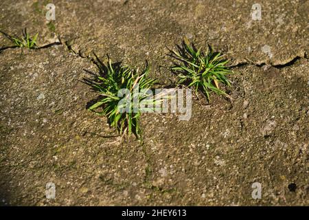 Gras, das aus dem zerrissenen Beton wuchs, sprieß durch den Asphalt Stockfoto