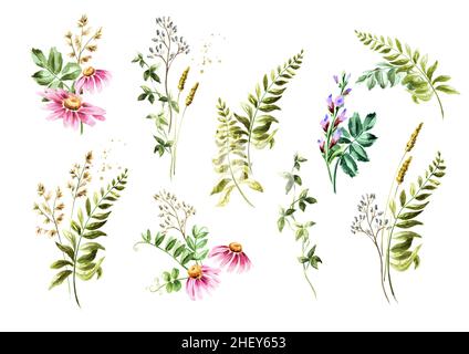 Wilde Gräser und Wildblumen . Farbe Sommer ländliche Komposition, Bouquet, Dekorkonzept. Handgezeichnete Aquarellillustration isoliert auf weißem Backgro Stockfoto