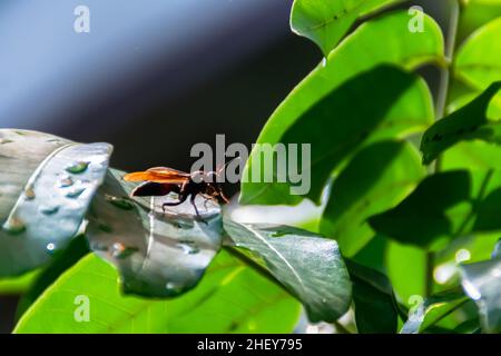 Eine braune Hornisse mit ausgebreiteten Flügeln sitzt auf einem grünen Blatt unter dem schönen Morgensonnenlicht. Insektenwespen Nahaufnahme für Natur Hintergrund und wa Stockfoto