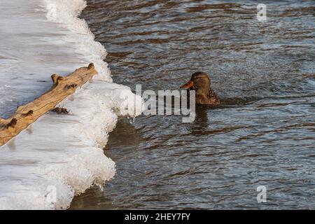 Orono Crown Land Conservation Area Ontario Canada im Winter Stockfoto