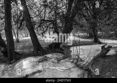 Orono Crown Land Conservation Area Ontario Canada im Winter Stockfoto