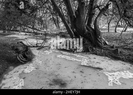 Orono Crown Land Conservation Area Ontario Canada im Winter Stockfoto