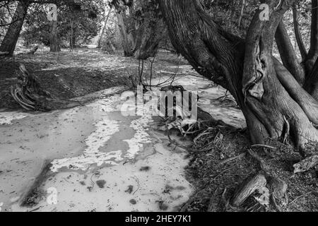 Orono Crown Land Conservation Area Ontario Canada im Winter Stockfoto