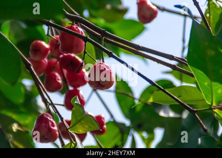 Nahaufnahme von frischen reifen roten Rosenäpfeln auf dem Baum mit grünen Blättern, die unter dem Sonnenhimmel vor einem verschwommenen und weichen Hintergrund hängen Stockfoto