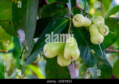 Nahaufnahme von frischen reifen grünen Rosenäpfeln auf dem Baum mit grünen Blättern, die mit verschwommenem und weichem Fokus auf dem Hintergrund unter den Sonnenlichtern hängen Stockfoto