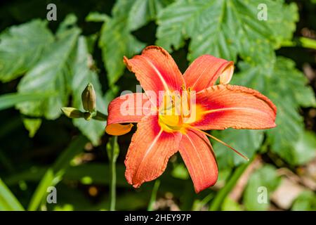 Eine blühende Feuerlilie (Lilium bulbiferum) in einem Garten am Lago Maggiore. Stockfoto