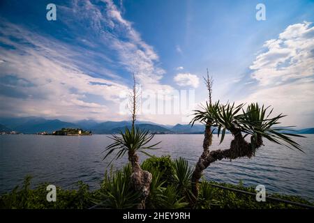 Blick auf die Insel Isola Bella über den Lago Maggiore, Palmen im Vordergrund, umliegende Berge in der Ferne. Stockfoto