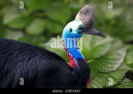 Schöner Kasuarvogelvögel im Garten Stockfoto