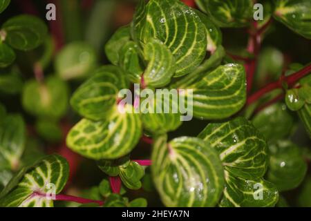 Grün-gelbe Blätter von Zierpflanzen Stockfoto