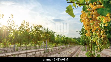Reife Trauben im Weinberg Stockfoto