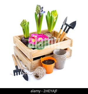 Frühlingsblumen in Holzkiste und Gartengeräte auf weißem Hintergrund. Gartenkonzept Stockfoto