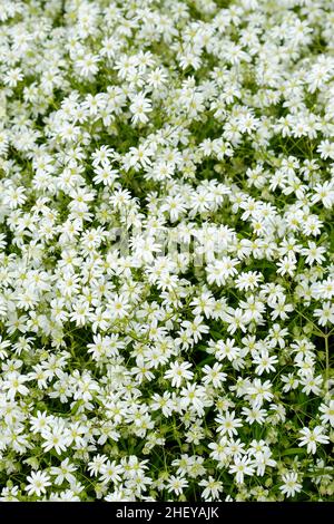 Stellaria holostea, größere Stichwürze, größere Sternwürze oder Beißfleisch. Blick hinunter auf ein Bett aus weißen Blumen Stockfoto