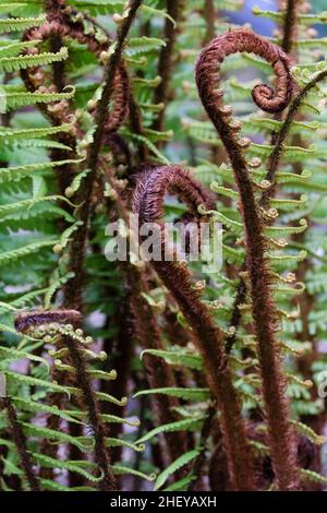 Dryopteris wallichiana, alpiner Holzfarn. Wedel, die sich im Frühjahr ausrollen Stockfoto