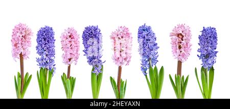 Lebendige bunte Hyazinthe Frühling Blumen auf weißem Hintergrund Stockfoto