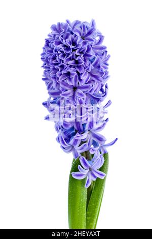 Blaue Hyazinthe-Blume mit Wassertropfen isoliert auf weißem Hintergrund Stockfoto