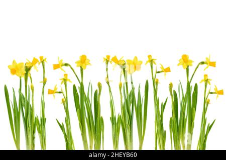 Frühlingsblumen Hintergrund. Gelbe Mini-Narzisse oder Narzissen auf weißem Hintergrund isoliert. Karte mit Blumen. Für Text platzieren Stockfoto