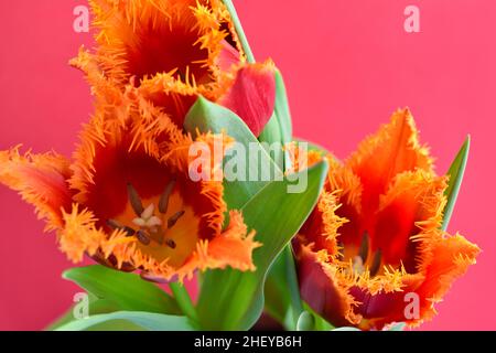 Nahaufnahme einer rot-orangen Frottee-Tulpe auf rotem Hintergrund. Frühlingsblumen Hintergrund. Weichfokus. Stockfoto