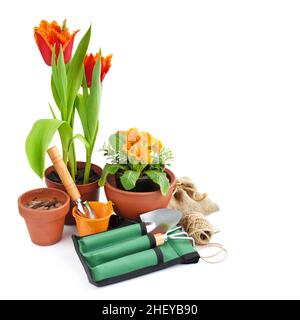 Frühlingsblumen, Tulpen und Gartengeräte auf weißem Hintergrund. Gartenkonzept Stockfoto