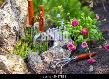Gartengeräte und Frühlingsblumen im Garten. Gartenkonzept. Stockfoto