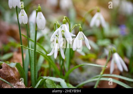 Schneeglöckchen (Galanthus) im Frühlingswald. Vorboten der Erwärmung symbolisieren die Ankunft des Frühlings Stockfoto