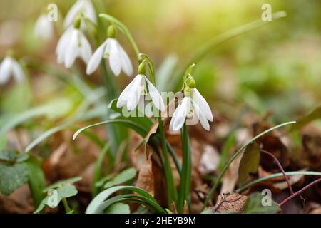 Schneeglöckchen (Galanthus) im Frühlingswald. Vorboten der Erwärmung symbolisieren die Ankunft des Frühlings Stockfoto