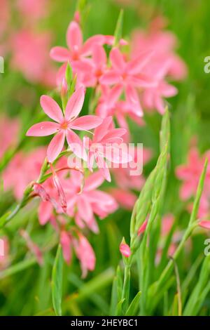 Hesperantha coccinea 'Jazz', Schizostylis coccinea 'Jazz', rote Blüten im Herbst Stockfoto