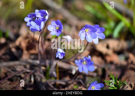 Blüht im Frühjahr Wald Hepatica Nobilis Stockfoto