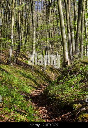 Wunderschöner Frühlingswald. Heller sonniger Tag im Wald in den Bergen. Waldlandschaft Stockfoto