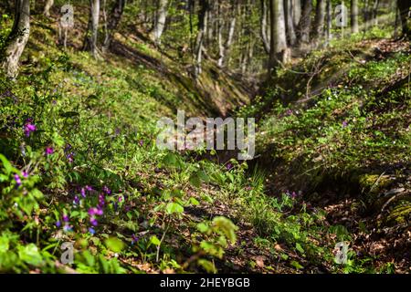 Wunderschöner Frühlingswald. Heller sonniger Tag im Wald in den Bergen. Waldlandschaft Stockfoto