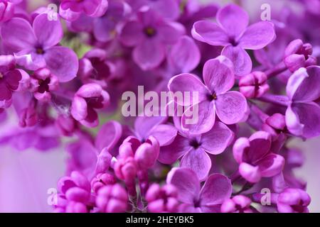 Wunderschöne Fliederblüten (Syringa) im Garten. Natürlicher floraler Hintergrund Stockfoto