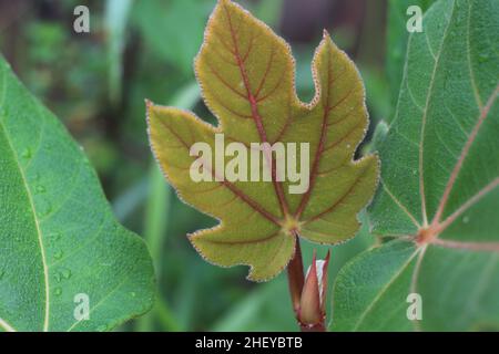Auf den Pflanzen im Garten erscheinen Taro-Blätter Stockfoto