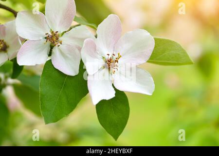 Zweig einer blühenden Quitte von länglichem (Cydonia oblonga) auf natürlichem Hintergrund Stockfoto