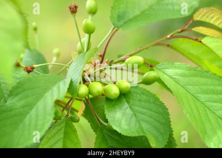 Nahaufnahme des Kirschbaums mit unreifen Beeren (Prunus avium) Stockfoto