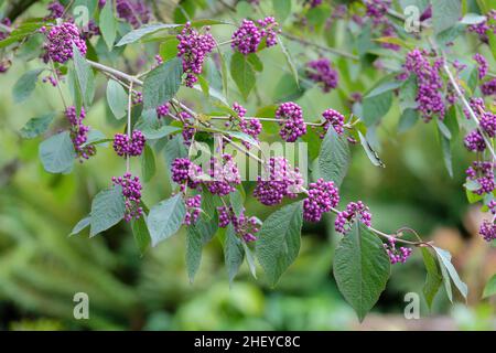 Callicarpa bodinieri var. giraldii 'Fülle', beautyberry 'Fülle'. Lila Beeren im frühen Herbst Stockfoto