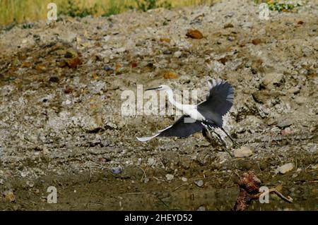 Der kleine Reiher ist eine Art pelecaniform Vogel aus der Familie der Ardeidae. Stockfoto