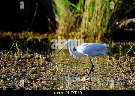 Der kleine Reiher ist eine Art pelecaniform Vogel aus der Familie der Ardeidae. Stockfoto