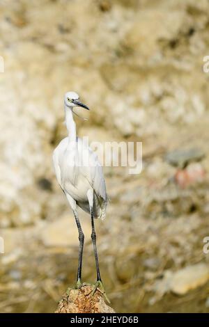 Der kleine Reiher ist eine Art pelecaniform Vogel aus der Familie der Ardeidae. Stockfoto