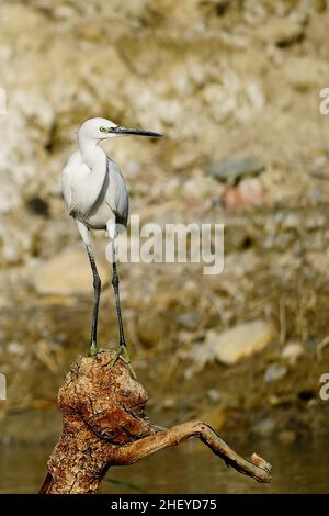 Der kleine Reiher ist eine Art pelecaniform Vogel aus der Familie der Ardeidae. Stockfoto