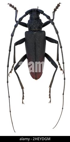 Großer steinbock Cerambyx cerdo Cerambycidae männlich Stockfoto