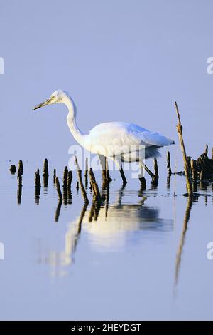 Der kleine Reiher ist eine Art pelecaniform Vogel aus der Familie der Ardeidae. Stockfoto