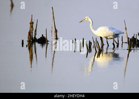 Der kleine Reiher ist eine Art pelecaniform Vogel aus der Familie der Ardeidae. Stockfoto