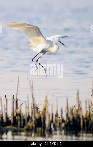 Der kleine Reiher ist eine Art pelecaniform Vogel aus der Familie der Ardeidae. Stockfoto