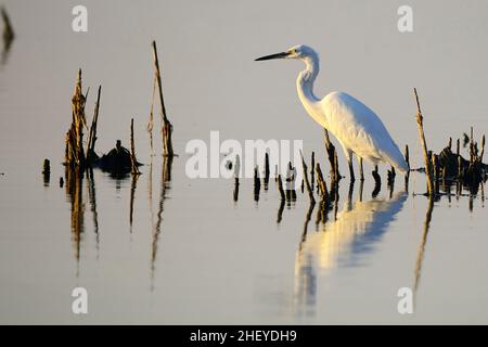 Der kleine Reiher ist eine Art pelecaniform Vogel aus der Familie der Ardeidae. Stockfoto