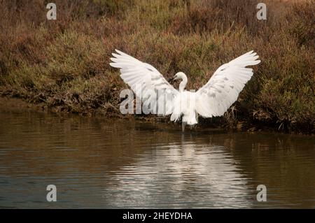 Der kleine Reiher ist eine Art pelecaniform Vogel aus der Familie der Ardeidae. Stockfoto